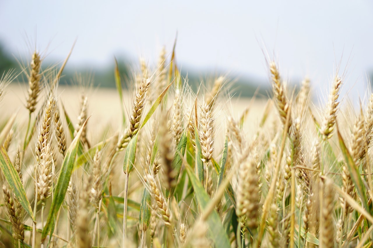 Gyermelyi Zrt. – Billion investment in a wheat mill