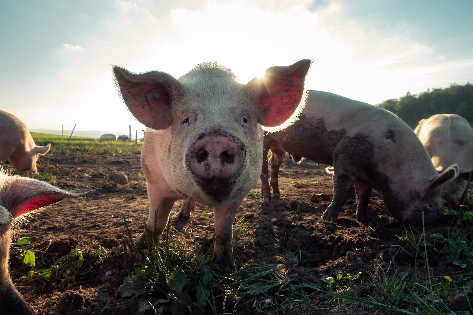 FirstFarms Hungary Kft. – New pig farms
