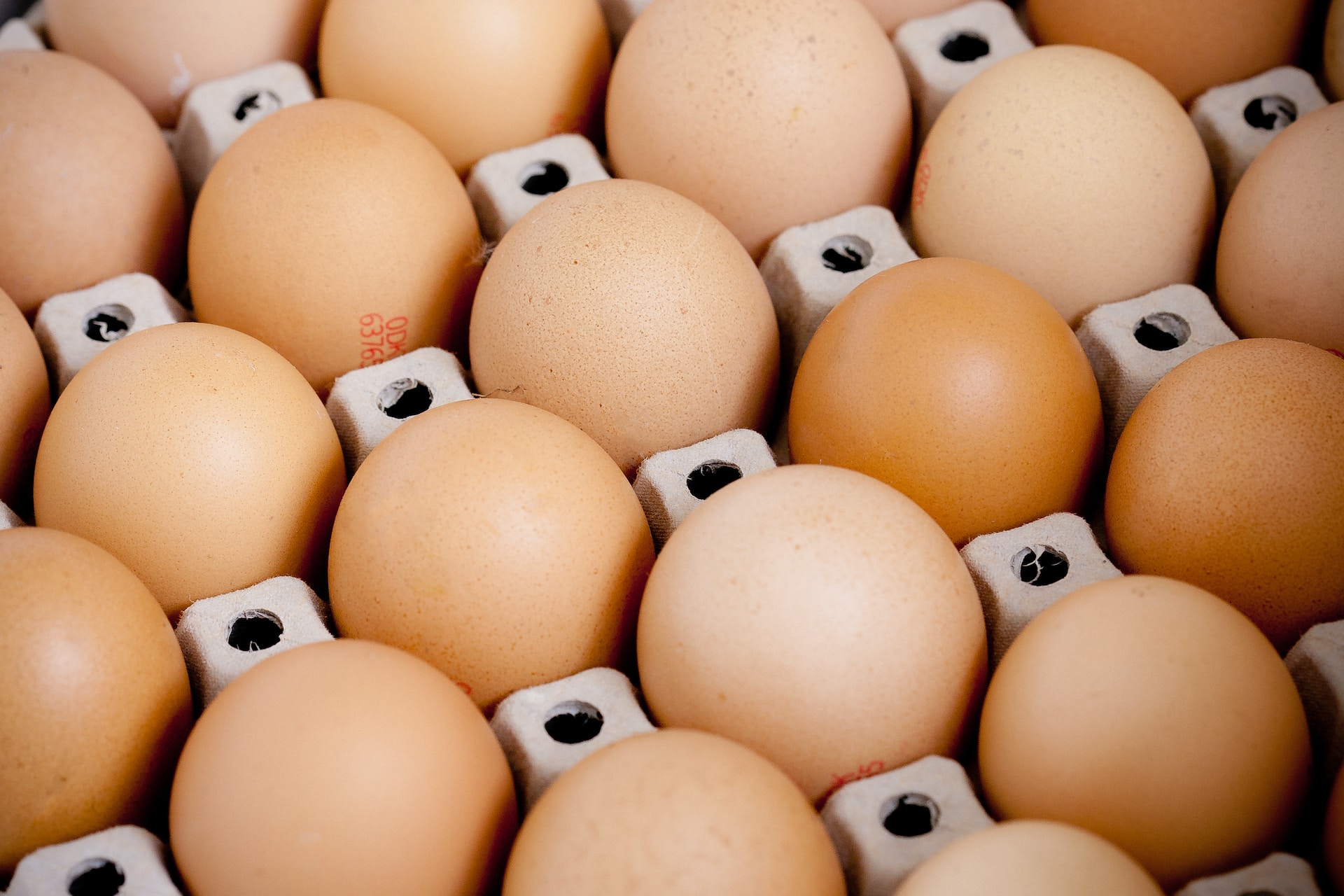 Gyermelyi Zrt. – Egg production plant in Máriahalom