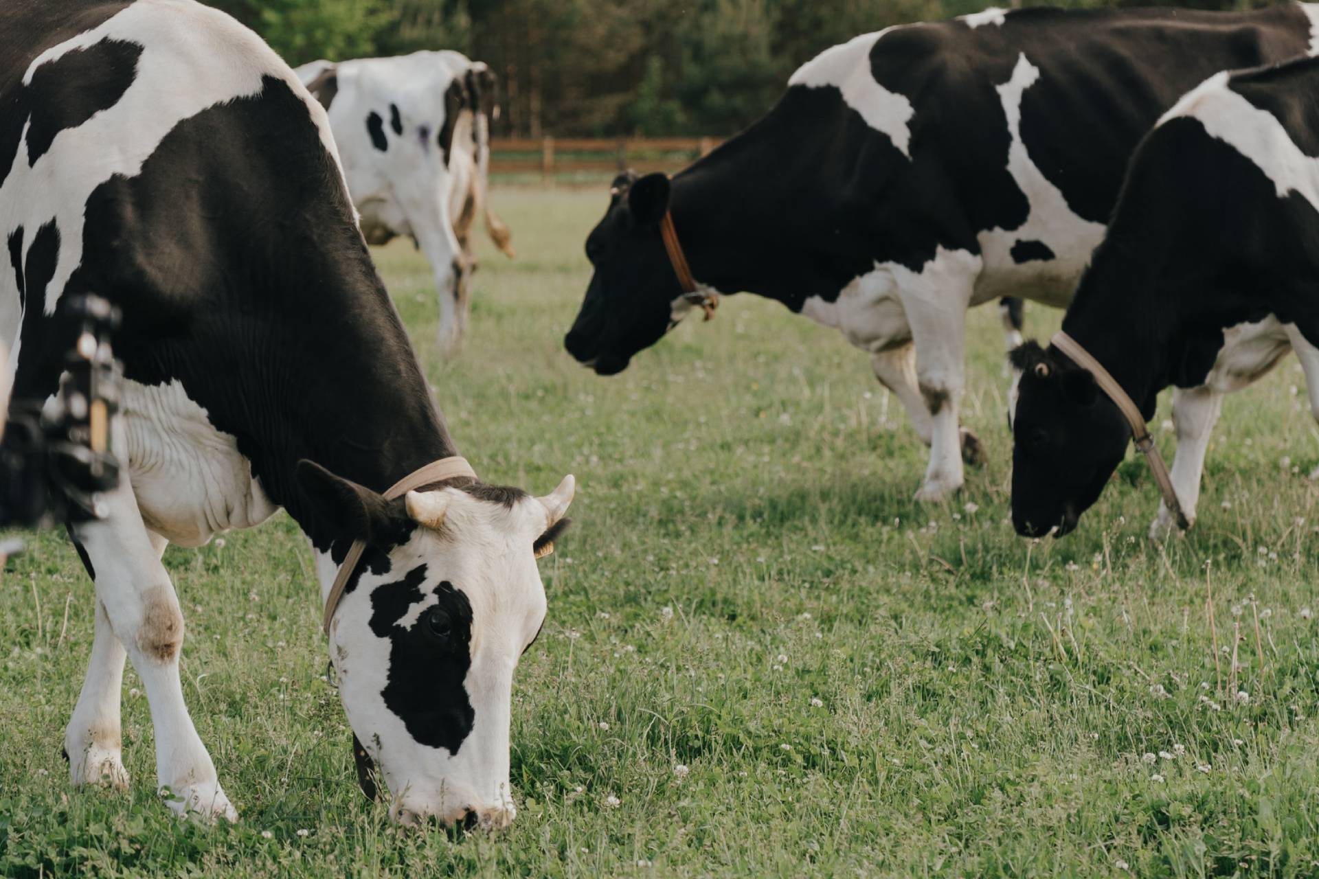 Solum Zrt. – New cattle farm in Komárom
